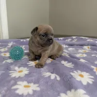 Ella Langley, a female French Bulldog for sale in Florence, KY – 2 of 10