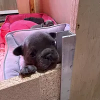 Lainey Wilson, a female French Bulldog for sale in Florence, KY – 2 of 7