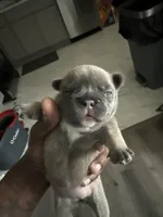 Zoe, a female French Bulldog for sale in East Saint Louis, IL – Photo 2 of 2