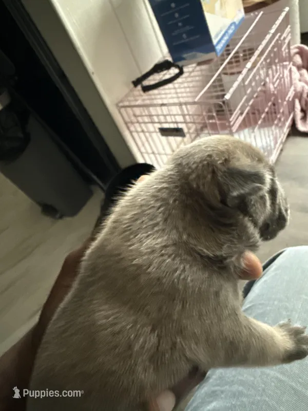 Zoe – French Bulldog puppy for sale in East Saint Louis, IL