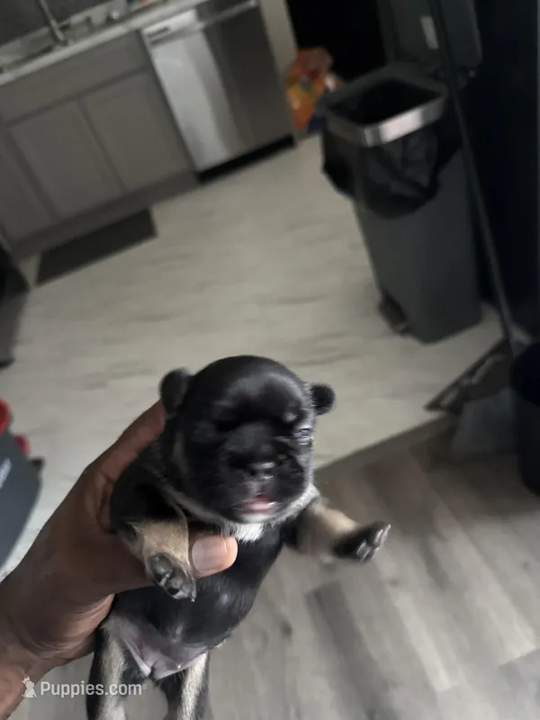 Zia – French Bulldog puppy for sale in East Saint Louis, IL