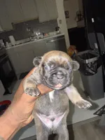 Zuez, a male French Bulldog for sale in East Saint Louis, IL – Photo 2 of 2