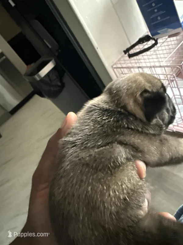 Zuez – French Bulldog puppy for sale in East Saint Louis, IL