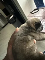 Zuez, a male French Bulldog for sale in East Saint Louis, IL – Photo 1 of 2