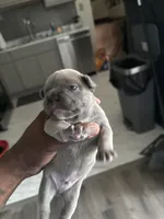 Boomer, a male French Bulldog for sale in East Saint Louis, IL – Photo 2 of 2