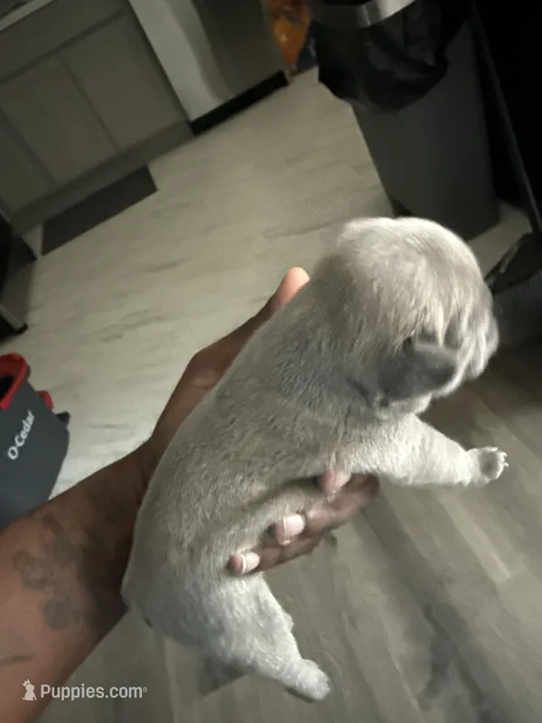 Boomer – French Bulldog puppy for sale in East Saint Louis, IL