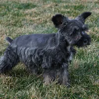 Paisely, a female Miniature Schnauzer for sale in Nappanee, IN – Photo 2 of 4