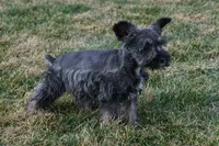 Paisely, a female Miniature Schnauzer for sale in Nappanee, IN – Photo 2 of 4