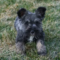 Paisely, a female Miniature Schnauzer for sale in Nappanee, IN – Photo 3 of 4