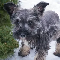 Paisely, a female Miniature Schnauzer for sale in Nappanee, IN – Photo 1 of 4