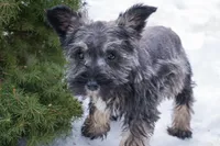 Paisely, a female Miniature Schnauzer for sale in Nappanee, IN – Photo 1 of 4