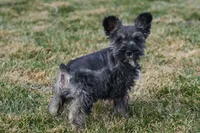 Paisely, a female Miniature Schnauzer for sale in Nappanee, IN – Photo 4 of 4