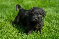 Larry, a male Schnoodle for sale in Nappanee, IN – Photo 1 of 3