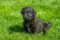 Larry, a male Schnoodle for sale in Nappanee, IN – Photo 2 of 3
