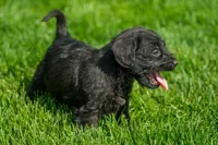 Larry, a male Schnoodle for sale in Nappanee, IN – Photo 3 of 3