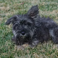 Ruby, a female Miniature Schnauzer for sale in Nappanee, IN – Photo 2 of 3