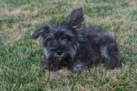 Ruby, a female Miniature Schnauzer for sale in Nappanee, IN – Photo 2 of 3