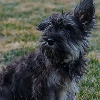 Ruby, a female Miniature Schnauzer for sale in Nappanee, IN – Photo 1 of 3
