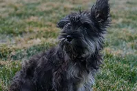 Ruby, a female Miniature Schnauzer for sale in Nappanee, IN – Photo 1 of 3