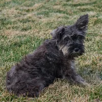 Ruby, a female Miniature Schnauzer for sale in Nappanee, IN – Photo 3 of 3
