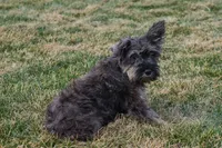 Ruby, a female Miniature Schnauzer for sale in Nappanee, IN – Photo 3 of 3