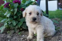 Skyler, a female Schnoodle for sale in Nappanee, IN – Photo 2 of 3