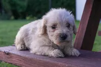 Skyler, a female Schnoodle for sale in Nappanee, IN – Photo 1 of 3