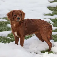 Georgia, a female Cavapoo for sale in Nappanee, IN – Photo 2 of 4