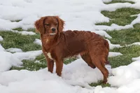 Georgia, a female Cavapoo for sale in Nappanee, IN – Photo 2 of 4