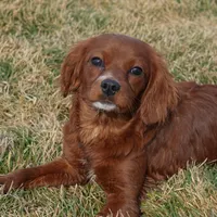 Georgia, a female Cavapoo for sale in Nappanee, IN – Photo 4 of 4