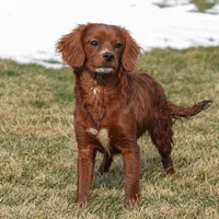 Georgia, a female Cavapoo for sale in Nappanee, IN – Photo 1 of 4