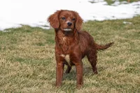 Georgia, a female Cavapoo for sale in Nappanee, IN – Photo 1 of 4