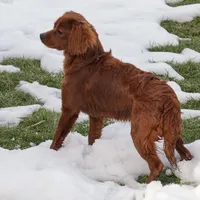 Georgia, a female Cavapoo for sale in Nappanee, IN – Photo 3 of 4