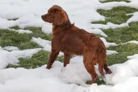 Georgia, a female Cavapoo for sale in Nappanee, IN – Photo 3 of 4