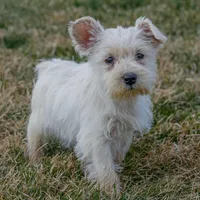 Pearl, a female Miniature Schnauzer for sale in Nappanee, IN – Photo 1 of 3