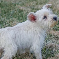 Pearl, a female Miniature Schnauzer for sale in Nappanee, IN – Photo 2 of 3