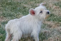 Pearl, a female Miniature Schnauzer for sale in Nappanee, IN – Photo 2 of 3