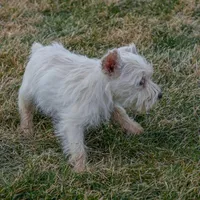Pearl, a female Miniature Schnauzer for sale in Nappanee, IN – Photo 3 of 3