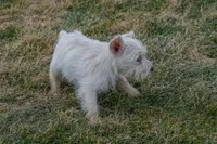 Pearl, a female Miniature Schnauzer for sale in Nappanee, IN – Photo 3 of 3