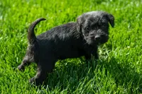 Luna, a female Schnoodle for sale in Nappanee, IN – Photo 3 of 3