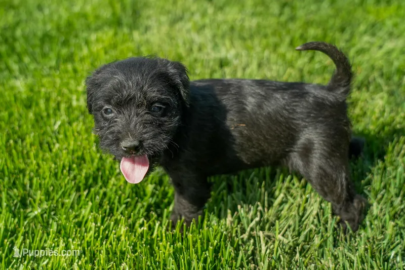 Luna – Schnoodle puppy for sale in Nappanee, IN