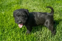 Luna, a female Schnoodle for sale in Nappanee, IN – Photo 1 of 3
