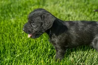 Luna, a female Schnoodle for sale in Nappanee, IN – Photo 2 of 3