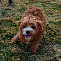 Gavin, a male Cavapoo for sale in Nappanee, IN – Photo 3 of 4