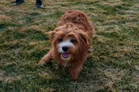 Gavin, a male Cavapoo for sale in Nappanee, IN – Photo 3 of 4