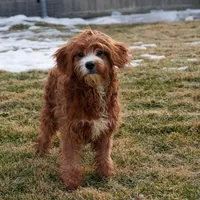 Gavin, a male Cavapoo for sale in Nappanee, IN – Photo 2 of 4