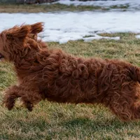 Gavin, a male Cavapoo for sale in Nappanee, IN – Photo 4 of 4