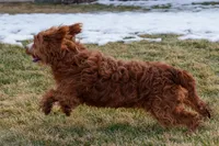 Gavin, a male Cavapoo for sale in Nappanee, IN – Photo 4 of 4