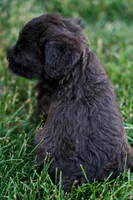 Samantha, a female Schnoodle for sale in Nappanee, IN – Photo 3 of 3