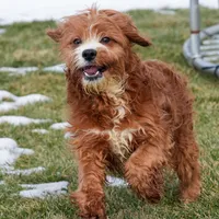 Gavin, a male Cavapoo for sale in Nappanee, IN – Photo 1 of 4